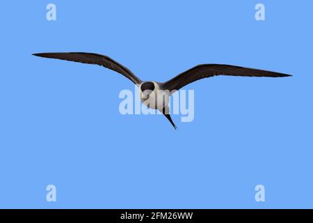 skua à queue longue / jaeger à queue longue (Stercorarius longicaudus) en vol contre le ciel bleu, Svalbard / Spitsbergen, Norvège Banque D'Images