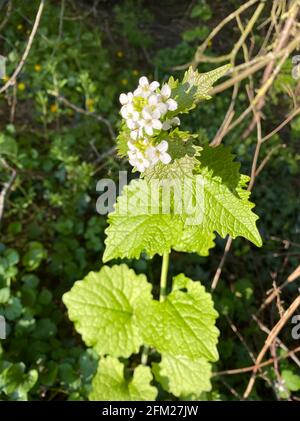 HEDGE AIL Alliaria petiolata plante bisannuelle dans la famille de la moutarde. Photo : Tony Gale Banque D'Images