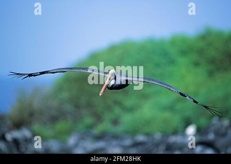Brown Pelican - en vol pelecanus occidentalis URENTator Hood (Espanola) île, Galapagos BI005920 Banque D'Images