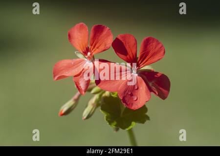 macro d'un géranium en fer à cheval rouge Banque D'Images