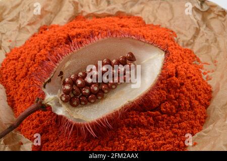 Annatto (Urucum). Ses graines sont utilisées comme colorant alimentaire naturel. Banque D'Images