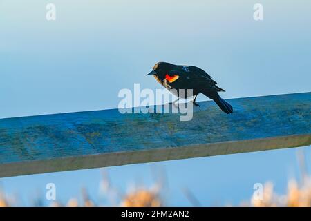 blackbird ailé rouge perché sur une rampe Banque D'Images