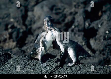 Galapagos Penguin - mère nourrissant Chick Spheniscus mendiculus Bartolome île, Galapagos BI005936 Banque D'Images