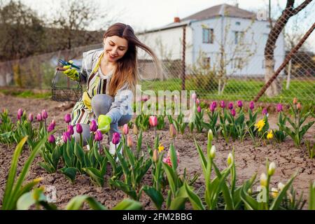 Jardinier cueillant des tulipes fraîches dans le jardin de printemps. Une jeune femme coupe des fleurs avec un sécateur pour les mettre dans le panier Banque D'Images