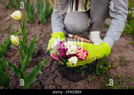 Tulipes fraîches rassemblées dans un panier en métal dans le jardin de printemps. Une femme jardinière tient des fleurs en portant des gants Banque D'Images