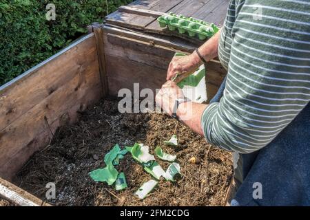 Les vieilles boîtes à œufs à base de papier peuvent être déchirées et ajoutées à un bac à compost domestique. Banque D'Images