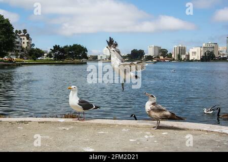 Seagull décollage dans le ciel d'un parc près du lac Merritt, San Francisco, Californie, États-Unis d'Amérique alias USA Banque D'Images