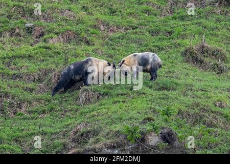 Combattre les taureaux Takin d'or dans la réserve naturelle nationale de Tangjiahe Banque D'Images