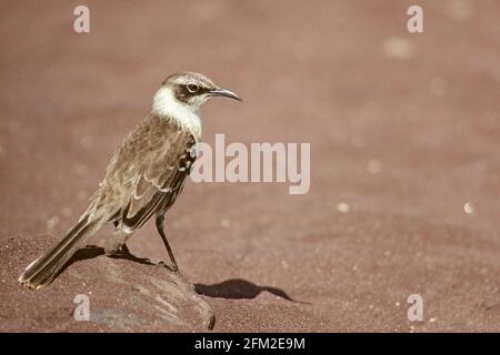 Hood Mockingbird Nesomimus macdonaldi Hood (Espanola) Island, Galapagos BI019599 Banque D'Images