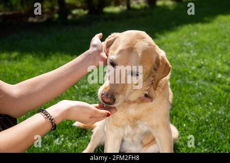 Le propriétaire pète tout en nourrissant un Labrador-retriever brun dans le stationnement Banque D'Images