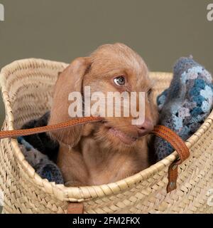 Un Vizsla à poil dur, pointeur hongrois, chiot assis dans un panier en osier Banque D'Images