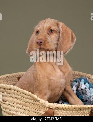 Un Vizsla à poil dur, pointeur hongrois, chiot assis dans un panier en osier Banque D'Images