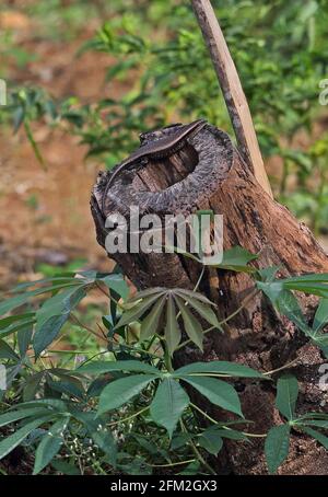 Scinque solaire commune (Eutropis multifasciata) adulte sur le chemin de souche d'arbre Kambas NP, Sumatra, Indonésie Juin Banque D'Images