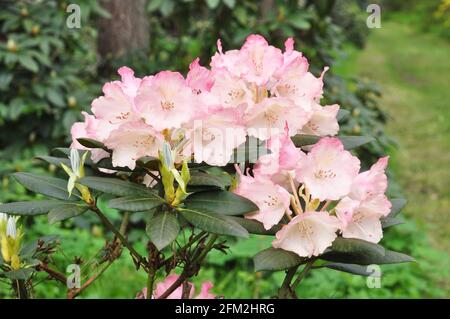 L'azalée rose fleurit en pleine fleur avec des feuilles vertes sur la brousse. Banque D'Images