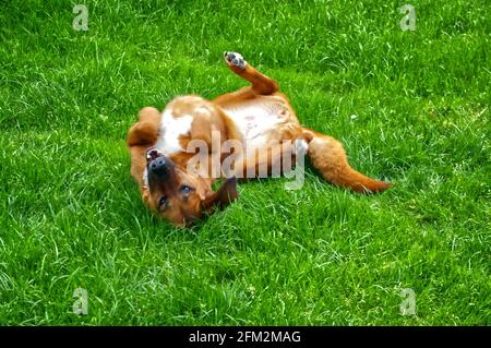 Joli chien brun roulant sur l'herbe avec un bouche ouverte Banque D'Images