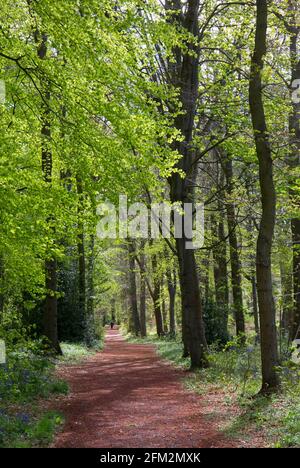 Dalkeith Country Park, Midlothian, Écosse Banque D'Images