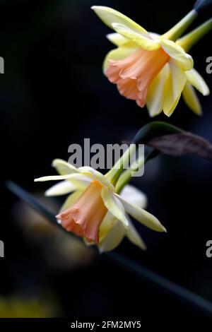 Narcisse Blashing Lady,Narcisse Jonquilla Blashing Lady,fleurs jaunes douces,tasses rose saumon,jaune et saumon rose fleurs, fleur, floraison, narciss Banque D'Images