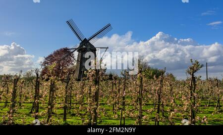 Lette, NRW, Allemagne, 5 mai 2021. Un verger de pommes fleurit en blanc et en rose devant le moulin à vent de Lette, dans la campagne de Münsterland. Les températures fraîches du printemps ont retardé la floraison des pommes cette année. Le moulin historique de Lette a été construit en 1812, dans le style hollandais, le village de Lette étant proche de la frontière hollandaise. Credit: Imagetraceur/Alamy Live News Banque D'Images