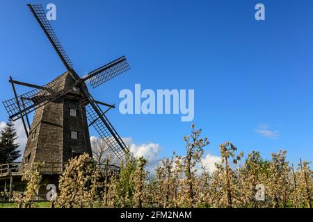 Lette, NRW, Allemagne. 5 mai 2021. Un verger de pommes fleurit en blanc et en rose devant le moulin à vent de Lette, dans la campagne de Münsterland. Les températures fraîches du printemps ont retardé la floraison des pommes cette année. Le moulin historique de Lette a été construit en 1812, dans le style hollandais, le village de Lette étant proche de la frontière hollandaise. Credit: Imagetraceur/Alamy Live News Banque D'Images