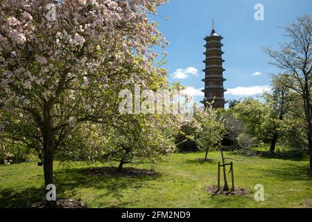 The Great Pagoda, Kew Royal Botanic Gardens, Londres, Royaume-Uni Banque D'Images