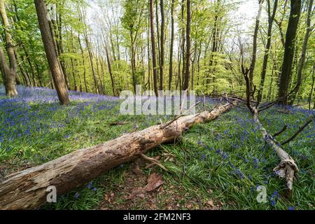 Bluebells et arbre tombé dans Graig Fawr Woods près de Margam Country Park, Port Talbot, pays de Galles du Sud, Royaume-Uni Banque D'Images
