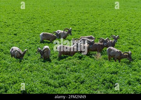 Un troupeau de mouflons du désert (Ovis canadensis nelsoni) qui broutage dans un champ d'agrépulture. Colorado, États-Unis. Banque D'Images