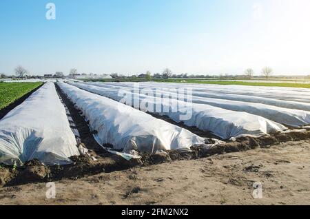 Le champ de plantation de pommes de terre de ferme est recouvert de tissu agricole non tissé spunbond. Technologies modernes dans l'agriculture. Pommes de terre plus anciennes, soin un Banque D'Images