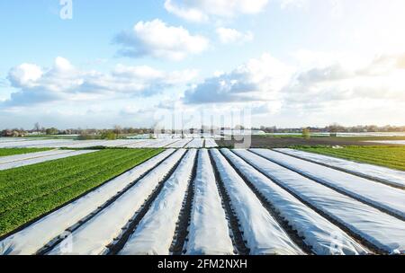 Les champs de plantation de pommes de terre sont partiellement couverts de fibres agricoles de spinunbond. Retrait et durcissement graduels des plants de pommes de terre à la fin du printemps. CRE Banque D'Images