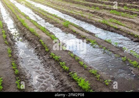 Arrosage de la plantation de carottes au début du printemps. Comptabilité, terres agricoles. Nouvelle saison de plantation agricole. Agro-industrie. Subventions agricoles. Olericulture. AGR Banque D'Images