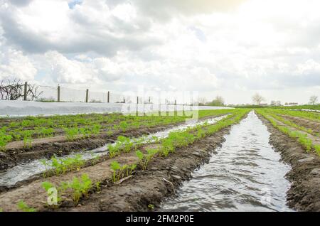 Arrosage de la plantation de carottes au début du printemps. Comptabilité, terres agricoles. Nouvelle saison de plantation agricole. Olericulture. Agriculture agricole sur terrain ouvert. Banque D'Images