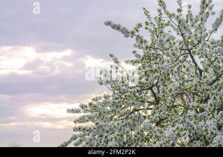 Cerisier fleuri sur le fond du ciel du coucher du soleil. Bourgeons arbre à fleurs. Concept de ressort. Agriculture et agro-industrie. Cerr. Croissant Banque D'Images