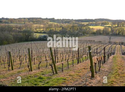 Nouvelle plantation de vigne, Sandhurst, Kent 2021 Banque D'Images