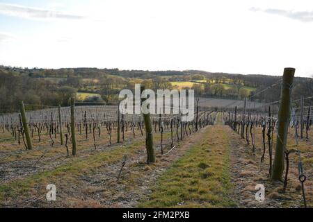 Nouvelle plantation de vigne, Sandhurst, Kent 2021 Banque D'Images