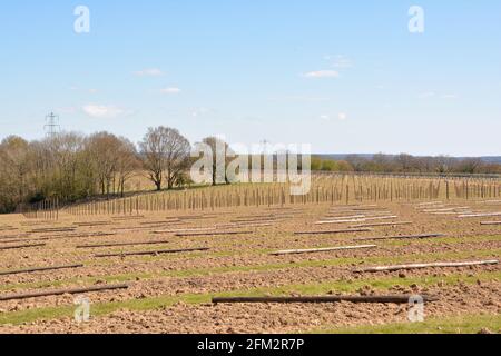 Nouvelle plantation de vigne, Sandhurst, Kent 2021 Banque D'Images