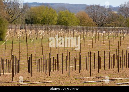 Nouvelle plantation de vigne, Sandhurst, Kent 2021 Banque D'Images