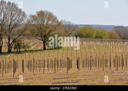 Nouvelle plantation de vigne, Sandhurst, Kent 2021 Banque D'Images