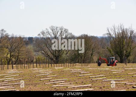 Nouvelle plantation de vigne, Sandhurst, Kent 2021 Banque D'Images