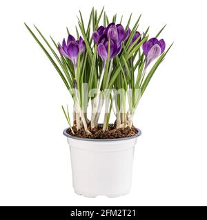 Fleur de crocodiles de printemps violet en pot de fleur isolé sur blanc arrière-plan Banque D'Images