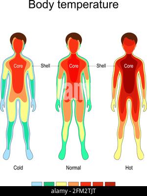 Température corporelle et thermorégulation. Normal, froid et chaud. Le noyau reste en grande partie constant en température, la température de la coque du corps Illustration de Vecteur