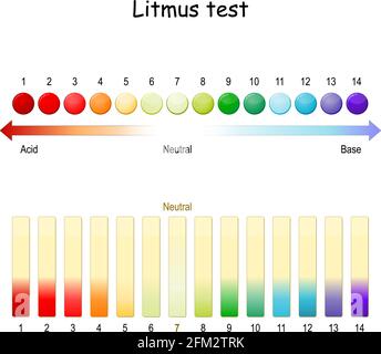 Test de tournesol. Échelle de ph. Utilisation du papier de tournesol pour vérifier si une solution est acide ou basique. Le papier devient rouge dans des conditions acides et devient bleu Illustration de Vecteur
