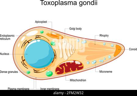 Toxoplasma gondii. Structure cellulaire et anatomie. Illustration vectorielle. style plat. Le Toxoplasma est un protozoaire parasite intracellulaire obligatoire Illustration de Vecteur