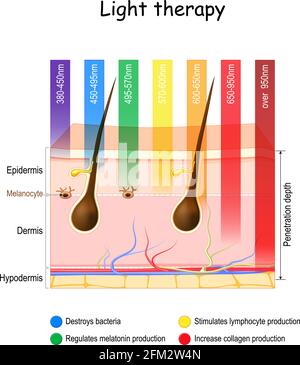 Photothérapie. Photothérapie de la peau. Hélithérapie pour les troubles affectifs saisonniers (TAS). Peau et longueurs d'onde spécifiques. Utilisation de polychroma Illustration de Vecteur