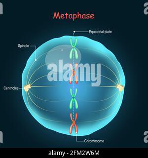 Métaphase. Division cellulaire en reproduction sexuelle. Stade de mitose : fibres de l'axe se fixant aux chromosomes dans une plaque en métaphase Illustration de Vecteur