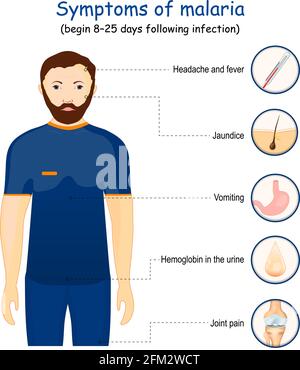 paludisme. Signes et symptômes de maladies infectieuses transmises par les moustiques qui affectent les humains et les animaux. Illustration vectorielle Illustration de Vecteur