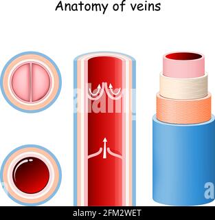 Anatomie de la veine. Structure du vaisseau sanguin. Gros plan des valves. Section longitudinale et transversale de la veine. Illustration vectorielle Illustration de Vecteur