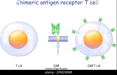Cellule T, gros plan d'un récepteur d'antigène chimérique et cellule T DU RAC. Récepteur de cellules T à utiliser en immunothérapie. Chimiothérapie vectorielle. Illustration de Vecteur