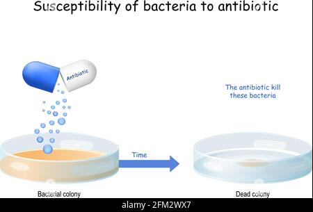 Tester la sensibilité des bactéries aux antibiotiques et l'efficacité des antibiotiques sur un micro-organisme spécifique. Bactéries poussant dans une boîte de Petri. Illustration de Vecteur