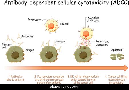 Cytotoxicité cellulaire dépendante des anticorps (ADCC). Défense immunitaire à médiation cellulaire. Les antigènes des cellules cancéreuses ont été liés par des anticorps spécifiques. Immunitaire Illustration de Vecteur