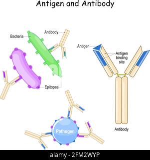 Anticorps et antigène. Immunité humorale et complexe antigène-anticorps. Deux bactéries avec différents épitopes et anticorps. Biologie, Immunologie Illustration de Vecteur