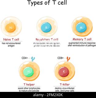 Types de cellules T. Cellules lymphoïdes. Lymphocytes T : lymphocytes T naïfs, régulateurs, mémoire, auxiliaires et T-killer ou cytotoxiques. Illustration vectorielle Illustration de Vecteur